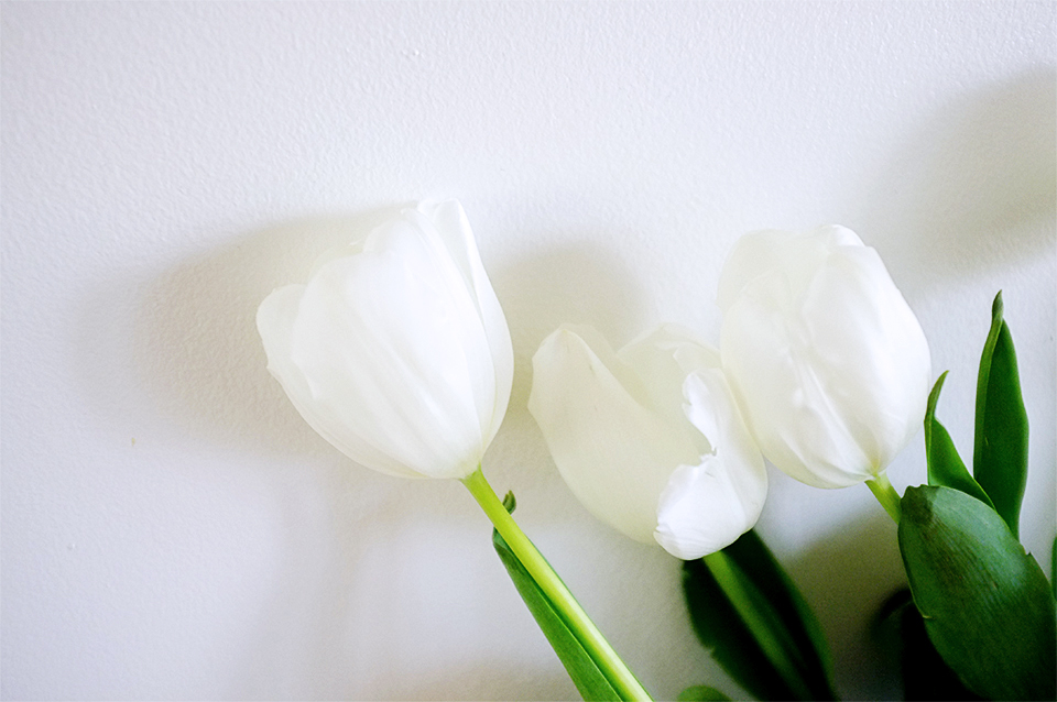 white tulips