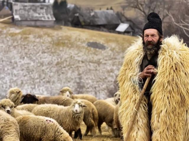 Romanian Shepherd